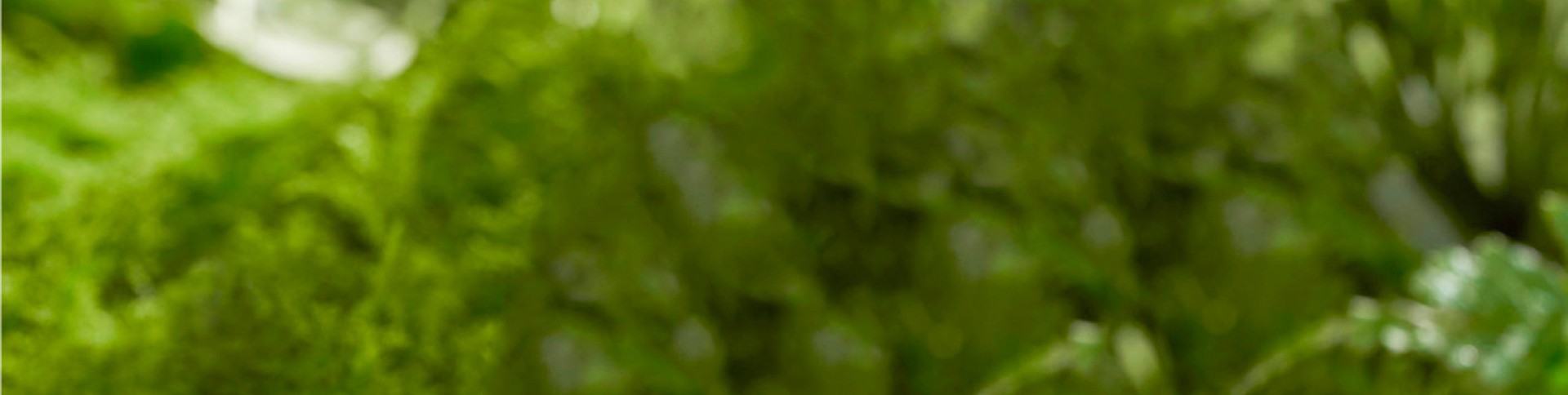 藥植所-植物資源信息平臺APP|一網(wǎng)天行-網(wǎng)站建設(shè)小程序APP系統(tǒng)軟件開發(fā)公司